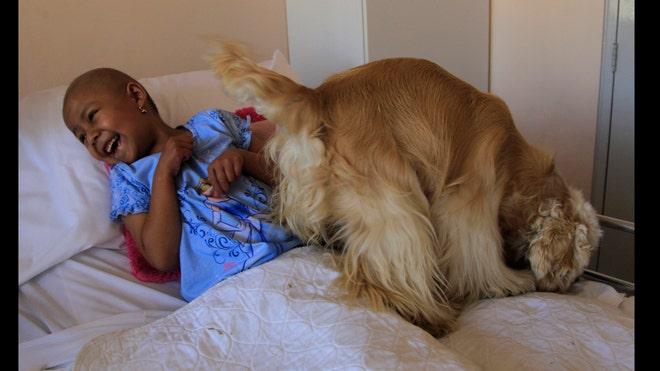 cancer dogs.jpg